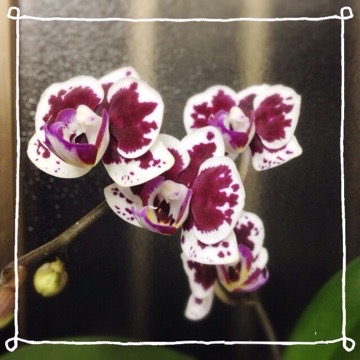 今日の蘭 20150430 181002 今日の蘭