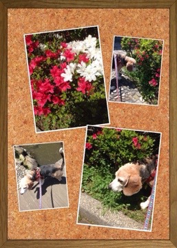 20150430 181340 武蔵と躑躅