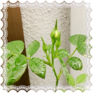 今年のリュータン 20150508 101204 今年のリュータン