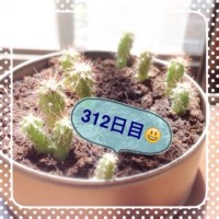 マルさぼ312日目