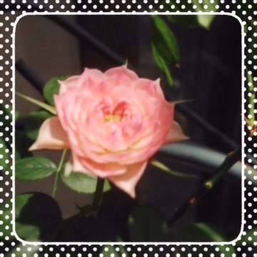 20150511 174644 今日のリュータン