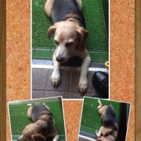 昨日の武蔵さん