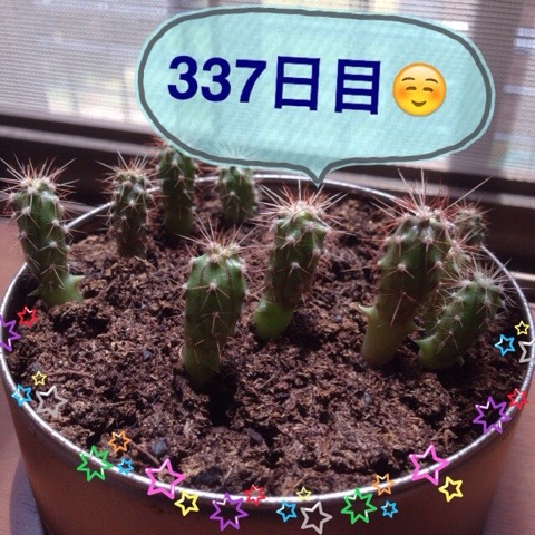 20150602 115519 マルさぼちゃん702日目