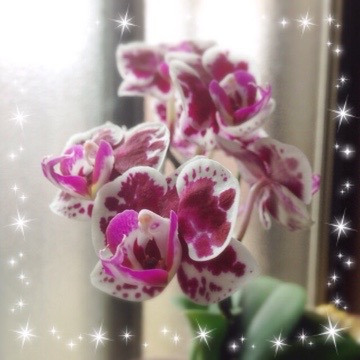 今日の蘭 20150609 123251 今日の蘭