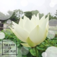 古代蓮を見に行きました