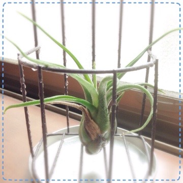 久々にエアプランツ 20150723 121244 久々にエアプランツ