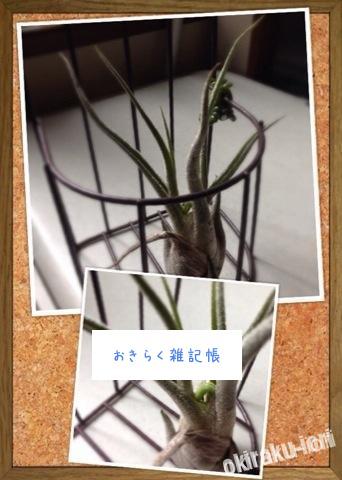 久々にエアプランツ 20140903 122247 久々にエアプランツ