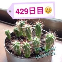 マルさぼ429日目