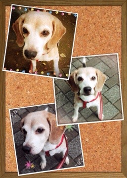 20150906 233541 今日の武蔵さん