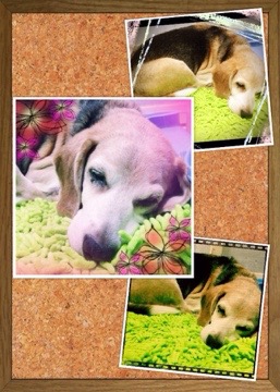 20150911 213228 昨日の武蔵さん