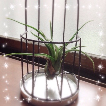 久々にエアプランツ 20150915 124220 久々にエアプランツ