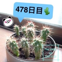 マルさぼちゃん478日目