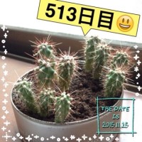 マルさぼ513日目