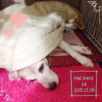 今日の武蔵▽・w・▽