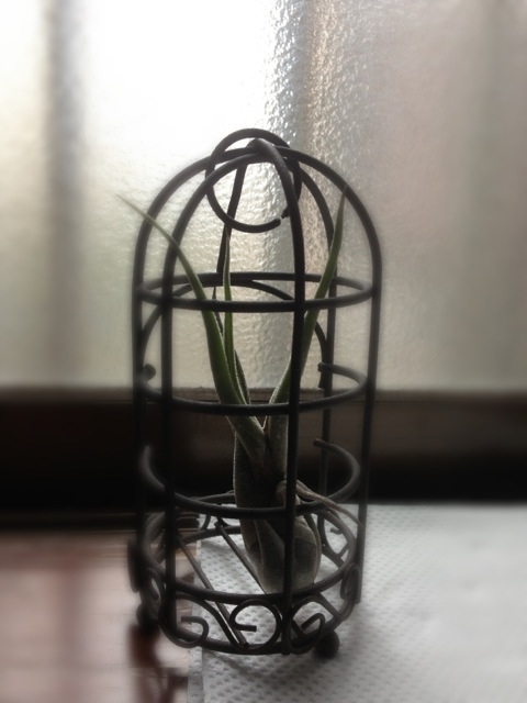 2013 1022 エアープランツ(新たな…)