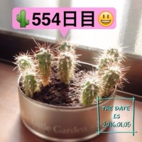 マルさぼちゃん554日目