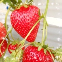 今シーズン初のイチゴがり