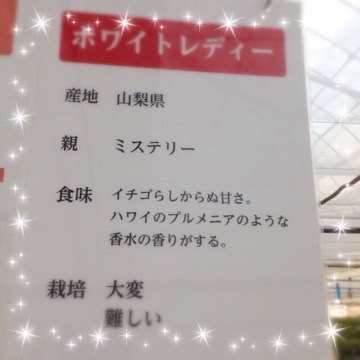 今シーズン初のイチゴがり 20160120 180243 今シーズン初のイチゴがり