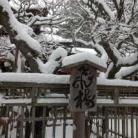 20160125dazaifutenmangu 012 200x200 雪の太宰府天満宮