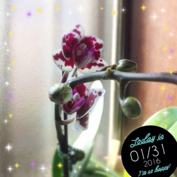 今日の蘭 20160131 113016 今日の蘭
