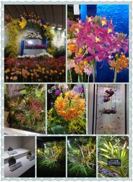 20160215 004332 今年も世界らん展に行きました