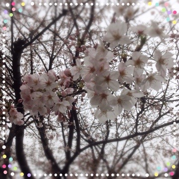 20160403 163246 まだまだだねぇ