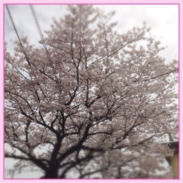 20160405 182426 急にどんどん咲きだしたー