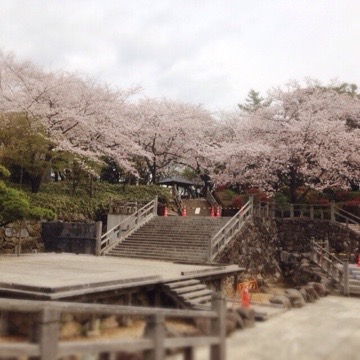 花見いろいろ 20160412 143301 花見いろいろ