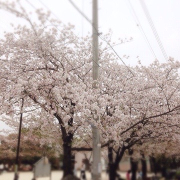 花見いろいろ 20160412 143421 花見いろいろ