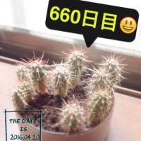 マルさぼちゃん660日目