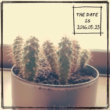 20160525 112813 マルさぼちゃん695日目