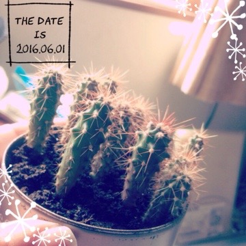 20160601 205903 マルさぼちゃん702日目