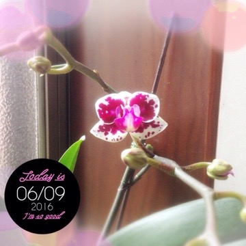 20160609 113011 蘭、咲きました