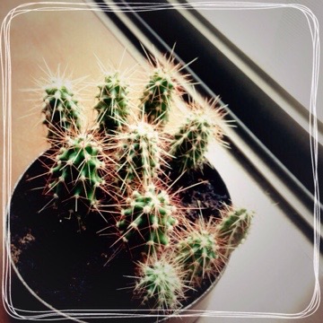 マルさぼちゃん739日目 20160708 120258 マルさぼちゃん739日目