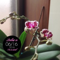 o 20160616 200x200 蘭、その後(2016年7月6日まで)