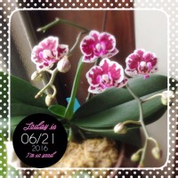 o 20160621 200x200 蘭、その後(2016年7月6日まで)