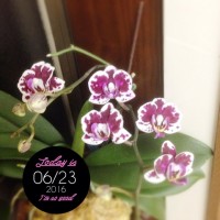 o 20160623 200x200 蘭、その後(2016年7月6日まで)