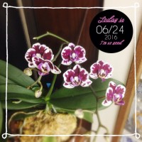 o 20160624 200x200 蘭、その後(2016年7月6日まで)