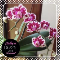 o 20160626 200x200 蘭、その後(2016年7月6日まで)