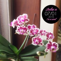 o 20160701 200x200 蘭、その後(2016年7月6日まで)