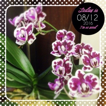 20160812 183948 蘭、まだ咲いています(・∀・)