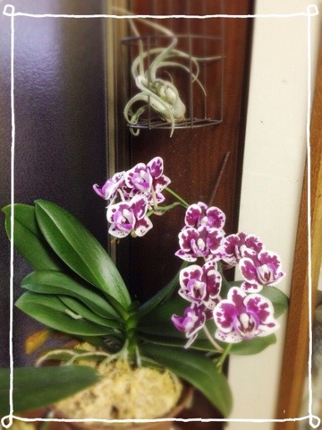 20160812 184038 蘭、まだ咲いています(・∀・)