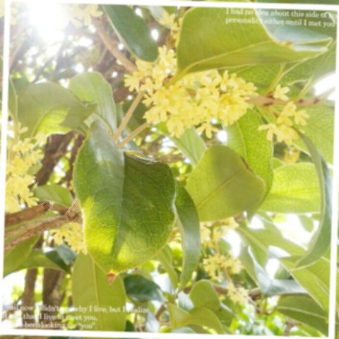 2016 09 28 13.11.21 480x480 金木犀満開だった