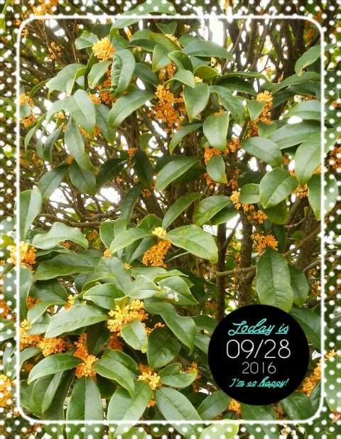 2016 09 28 13.17.43 480x618 金木犀満開だった