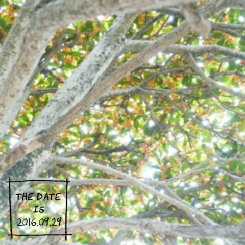 2016 09 29 15.12.41 480x480 今日もいい香りだった