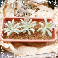 ホワイトセージの苗を買いました