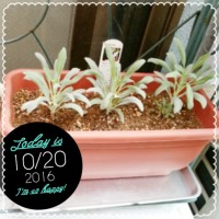ホワイトセージ植えてから15日目