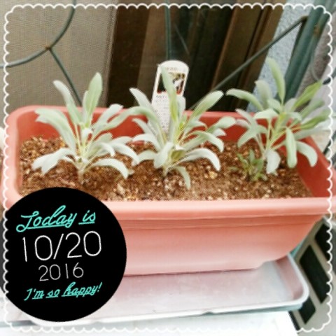 2016 10 20 12.18.49 480x480 ホワイトセージ植えてから15日目