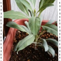 2016 11 24 13.49.03 200x200 今日のホワイトセージ