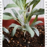 2016 11 24 13.50.35 200x200 今日のホワイトセージ